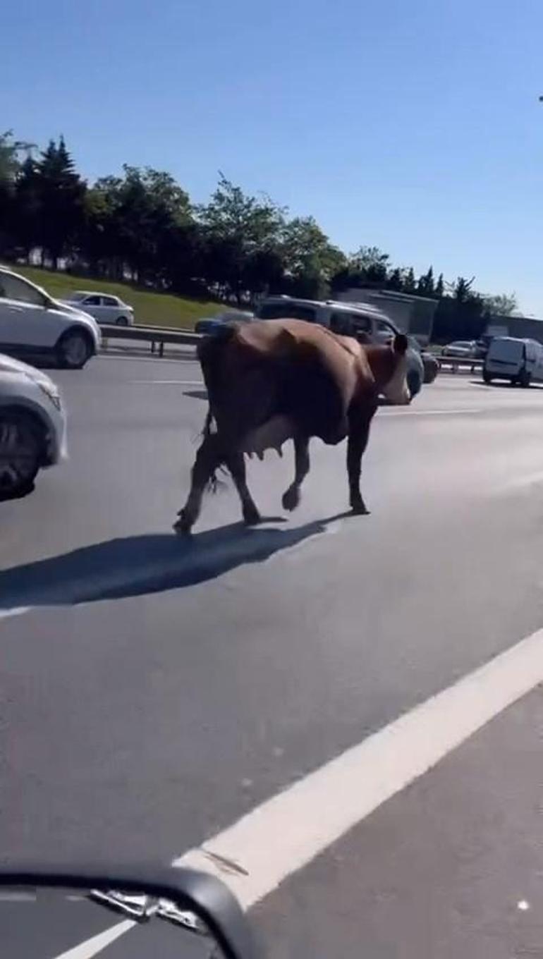 Avcılarda TEM Otoyoluna giren inekler trafiği altüst etti