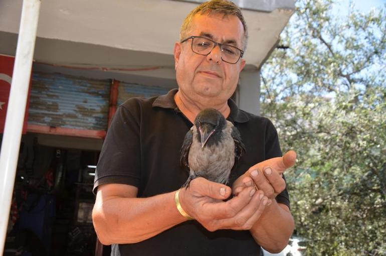 Uçamaz halde bulup, sahiplendiği yavru kargayı elleriyle besliyor