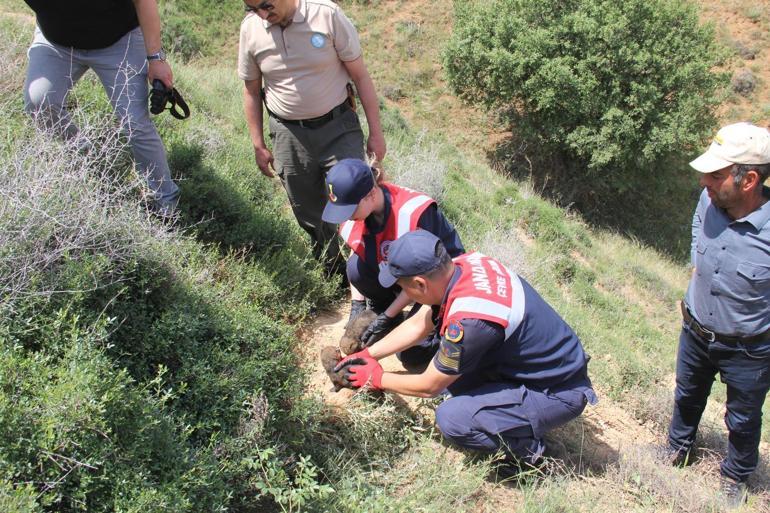 Kırıkkalede köye getirilen kurt yavruları koruma altına alındı; 4 gözaltı