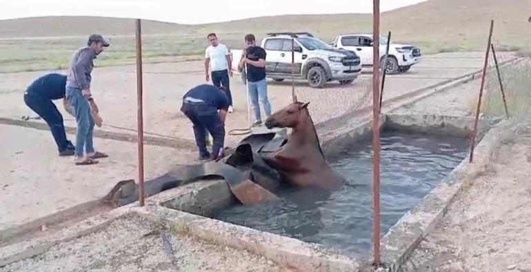 Batmanda atık petrol kuyusuna düşen atı itfaiye kurtardı