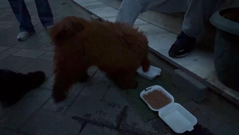 Küçükçekmecede enkazdan köpek cookie de kurtarıldı