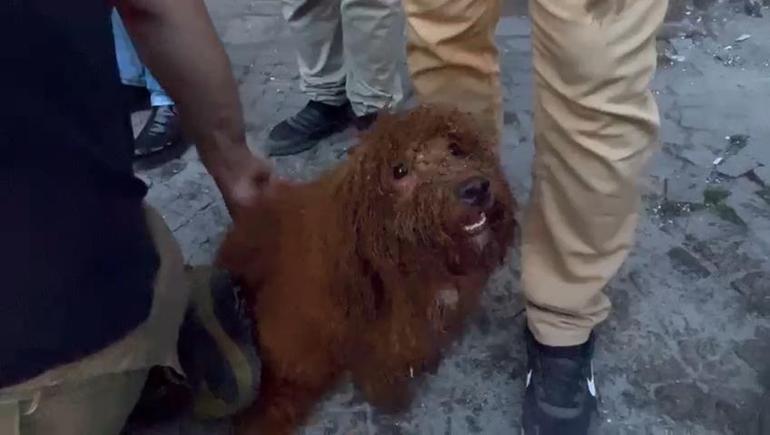 Küçükçekmecede enkazdan köpek cookie de kurtarıldı