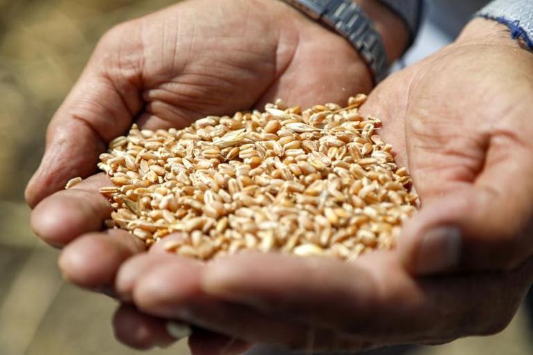 Antalyadan Orta Doğu pazarına tescilli buğday ihracatı