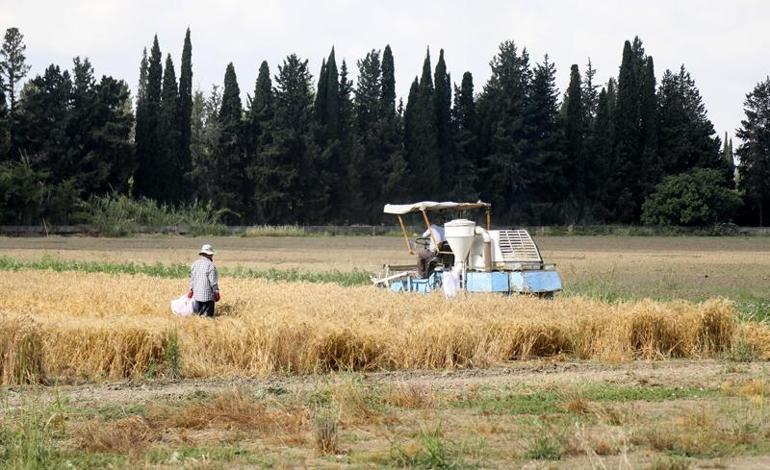 Antalyadan Orta Doğu pazarına tescilli buğday ihracatı