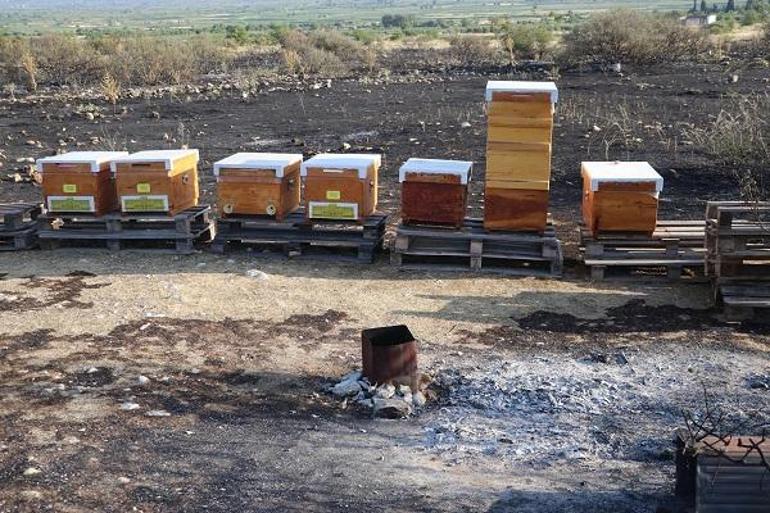 Pamukkalede arıları uzaklaştırmak için tütsü yaktı, çıkan yangın ormana sıçradı