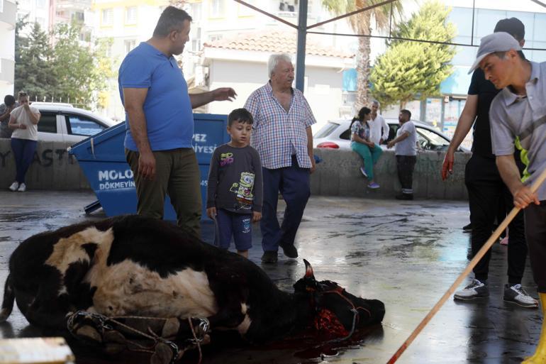 Çocuklar, kurban kesimini korku dolu gözlerle izledi