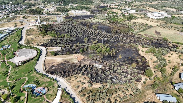 İzmirdeki yangın 4 saatte kontrol altına alındı, 15 hektar zeytinlik zarar gördü