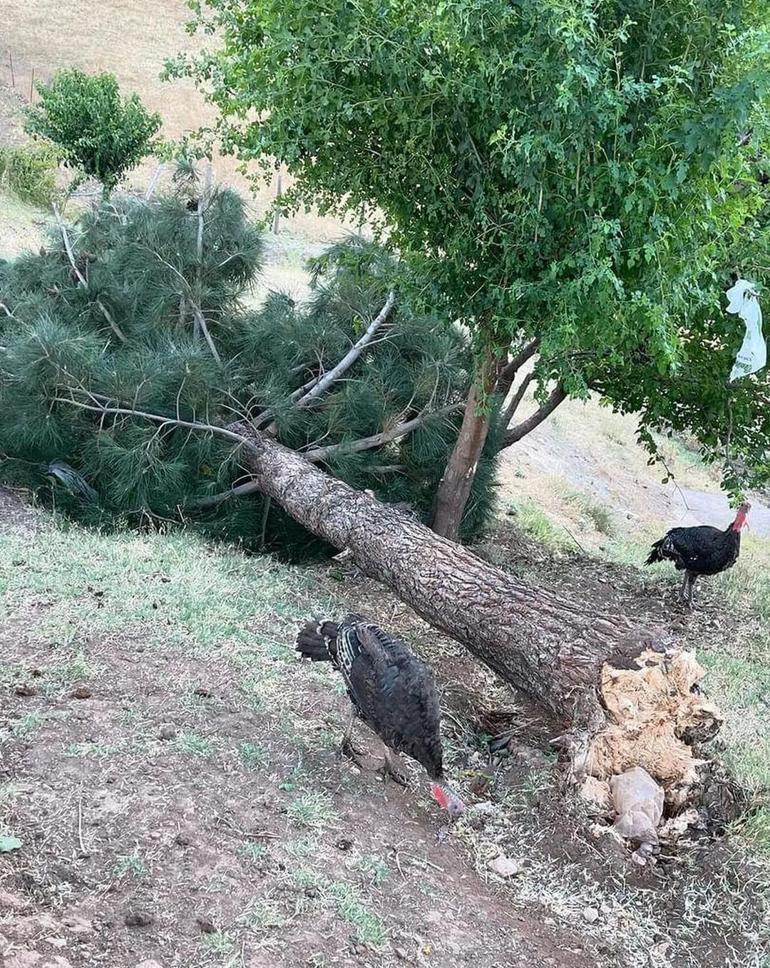 Diyarbakırda kuvvetli rüzgarın devirdiği minare, evin üzerine düştü