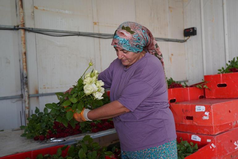 3 çocuk annesi, yılda 1,5 milyon gül üretiyor