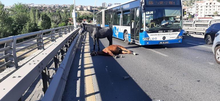 Ankarada yola çıkan başıboş ata otomobil çarptı