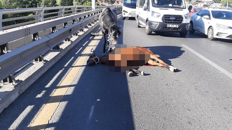 Ankarada yola çıkan başıboş ata otomobil çarptı