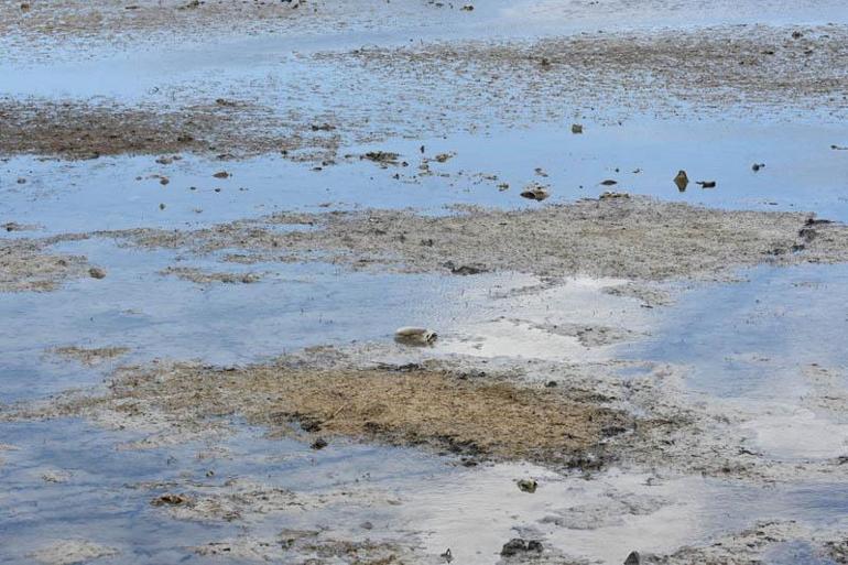 Ulaş Gölünde su seviyesi azaldı; Doğal habitat bozuluyor uyarısı