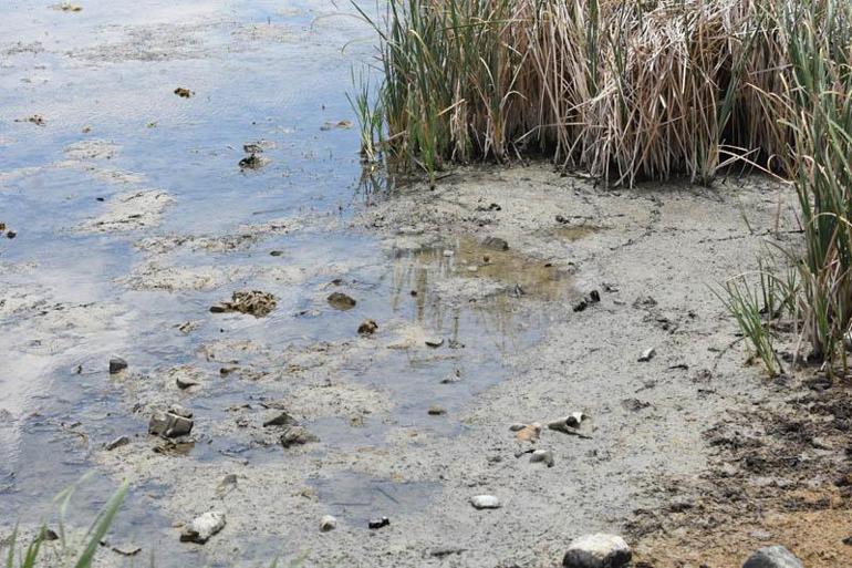 Ulaş Gölünde su seviyesi azaldı; Doğal habitat bozuluyor uyarısı