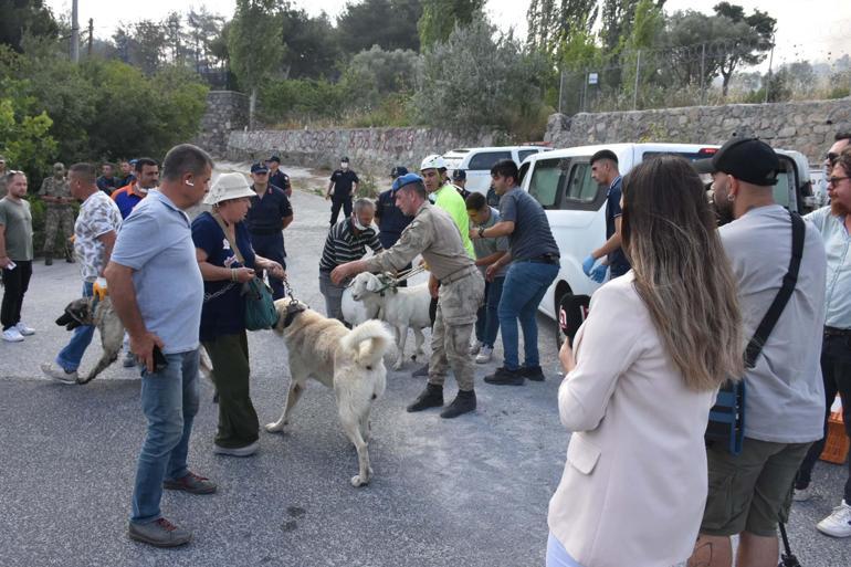 İzmirde orman yangını, 2 mahalle boşaltıldı