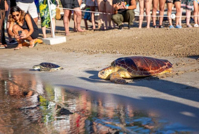 Ağa takılıp boğulma tehlikesi geçiren üreme dönemindeki deniz kaplumbağası, tedavi edilip denizle buluşturuldu