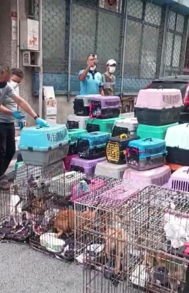 Şişlide 85 kediyi alıkoyan kadına 613 bin lira para cezası