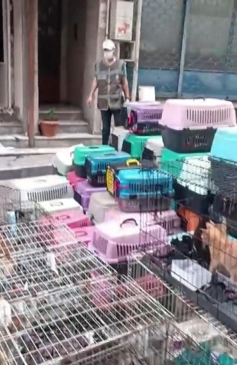 Şişlide 85 kediyi alıkoyan kadına 613 bin lira para cezası