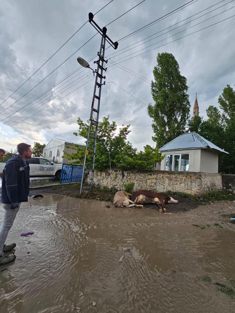 Kars’ta fırtına ve sağanak; Yollar göle döndü, ağaç devrildi, kopan elektrik kablosunun temas ettiği 2 inek öldü