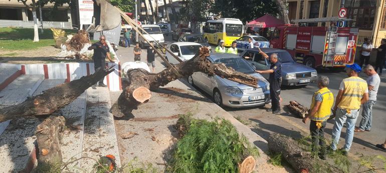 Tahtakurusunun çürüttüğü ağaç, park halindeki otomobilin üzerine devrildi