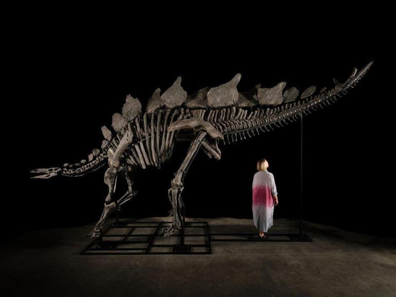 Stegosaurus türü dinozor fosili, ABD’de 44,6 milyon dolara satıldı