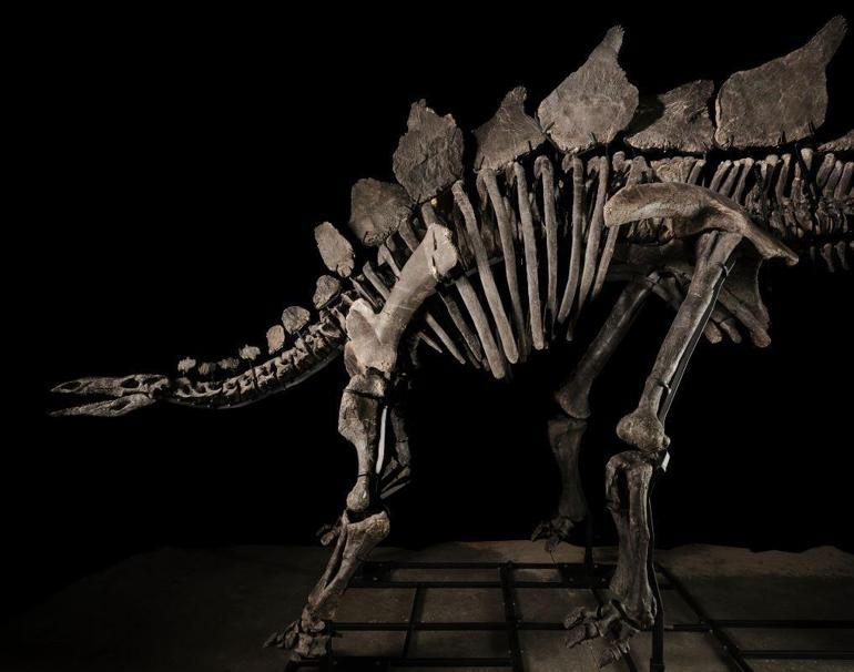 Stegosaurus türü dinozor fosili, ABD’de 44,6 milyon dolara satıldı