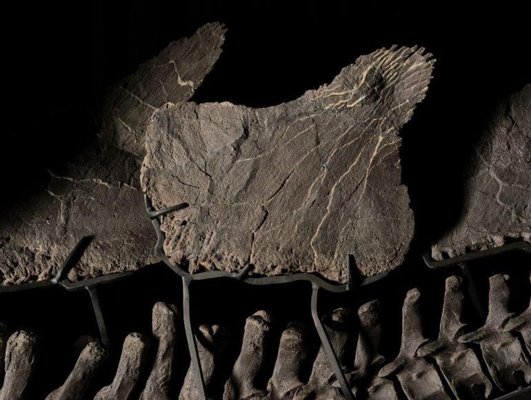 Stegosaurus türü dinozor fosili, ABD’de 44,6 milyon dolara satıldı