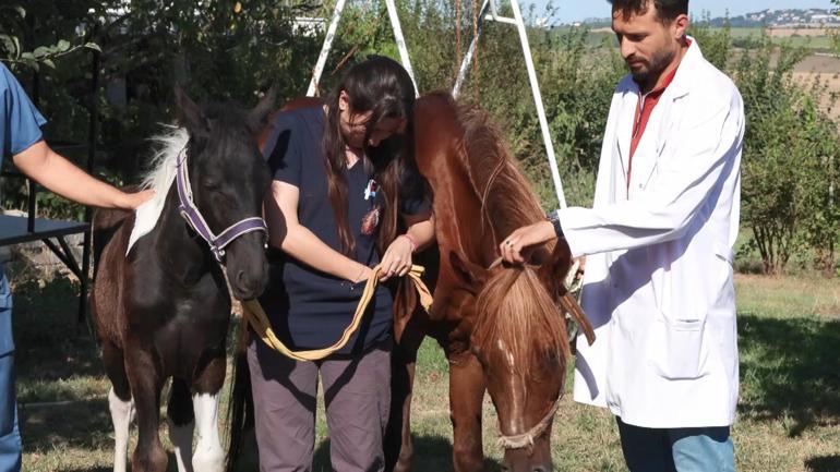 Biyolojik annesi Angora taşıyıcı annesi Ezo: Türkiyenin ilk tüp tayı Balat