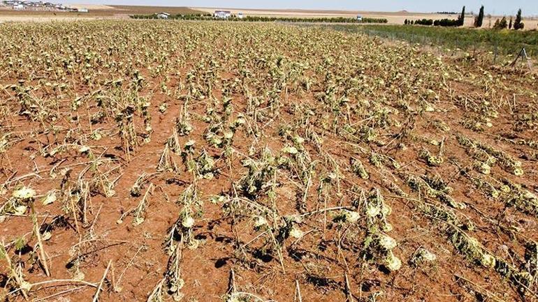 Tekirdağda tarım alanlarında dolu ve rüzgar zararı