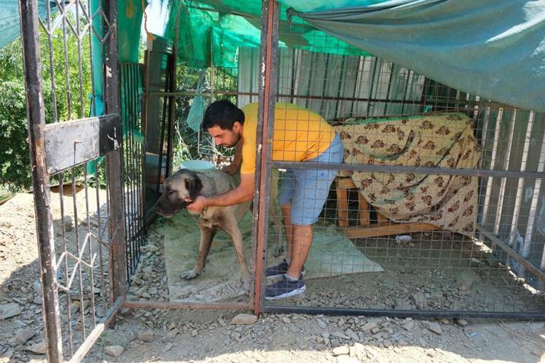 Zincirini kıran köpeğin kendisine taş atan çocuğa saldırı anı kamerada