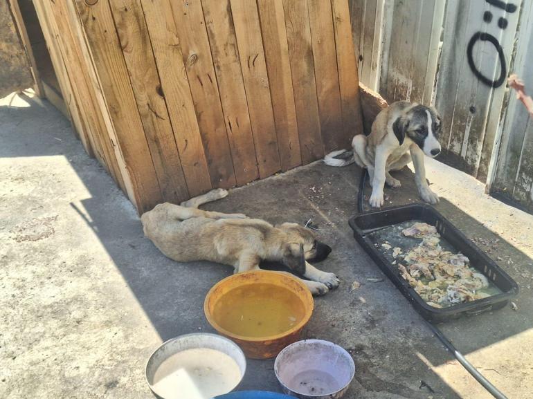 Ankarada 5 köpek ölü bulundu; zehirlendikleri iddia edildi