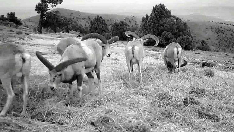 Yaban koyunları doğada beslenirken fotokapanla kaydedildi