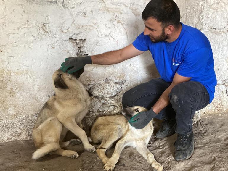 Asfalt ziftine bulaşan 10 yavru köpekten 5i hayata tutundu