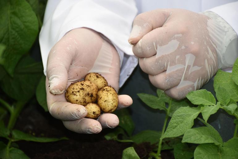 Niğdede günlük 300 ton patates ihracata gidiyor