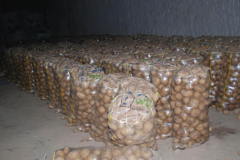 Niğdede günlük 300 ton patates ihracata gidiyor