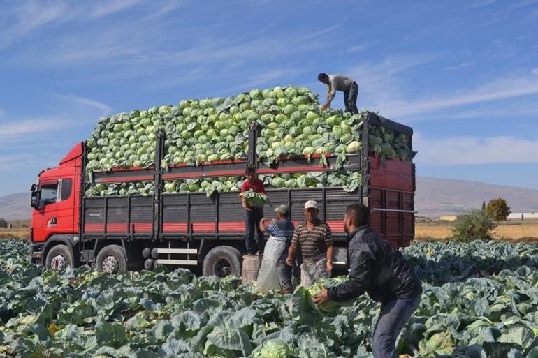 Niğdede günlük 300 ton patates ihracata gidiyor