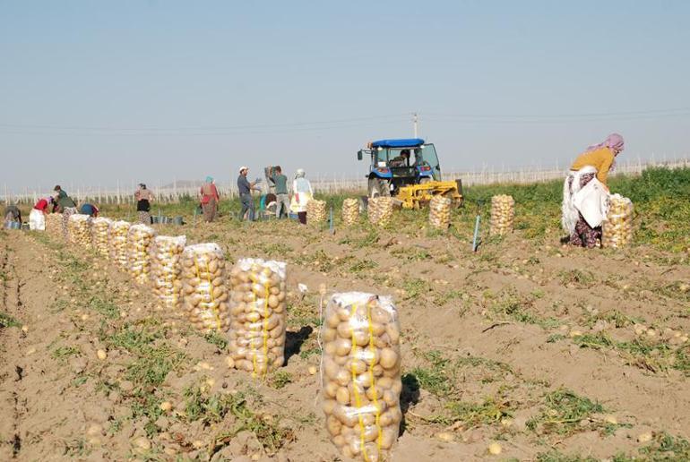 Niğdede günlük 300 ton patates ihracata gidiyor