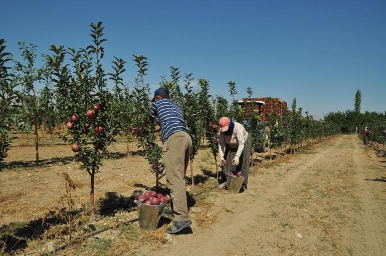 Niğdede günlük 300 ton patates ihracata gidiyor