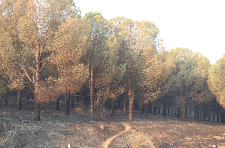 İzmirdeki yangın felaketinde 3üncü gün; gece görüşlü helikopter müdahale ediyor