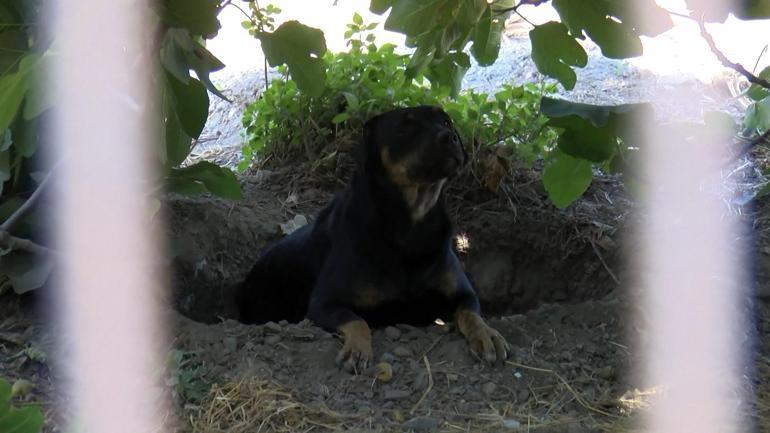 Fatihte sokak köpeklerinin saldırısına uğrayan bir kişi hayatını kaybetti