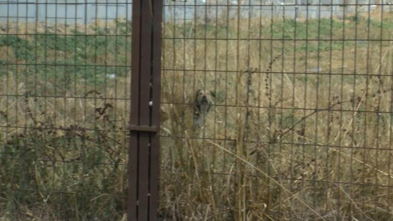 Fatihte sokak köpeklerinin saldırısına uğrayan bir kişi hayatını kaybetti