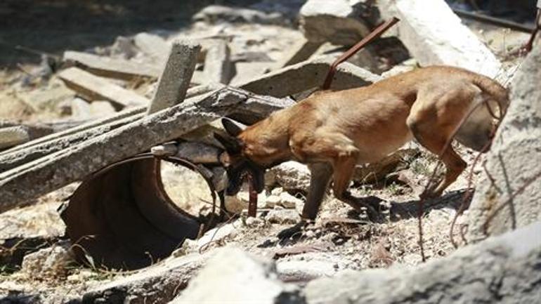 TSKnın eğitimli köpekleri için tasarlanan sistem, Parka ile test edildi