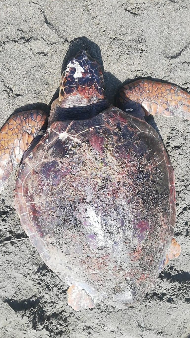 Hatayda sahilde yaralı caretta caretta bulundu