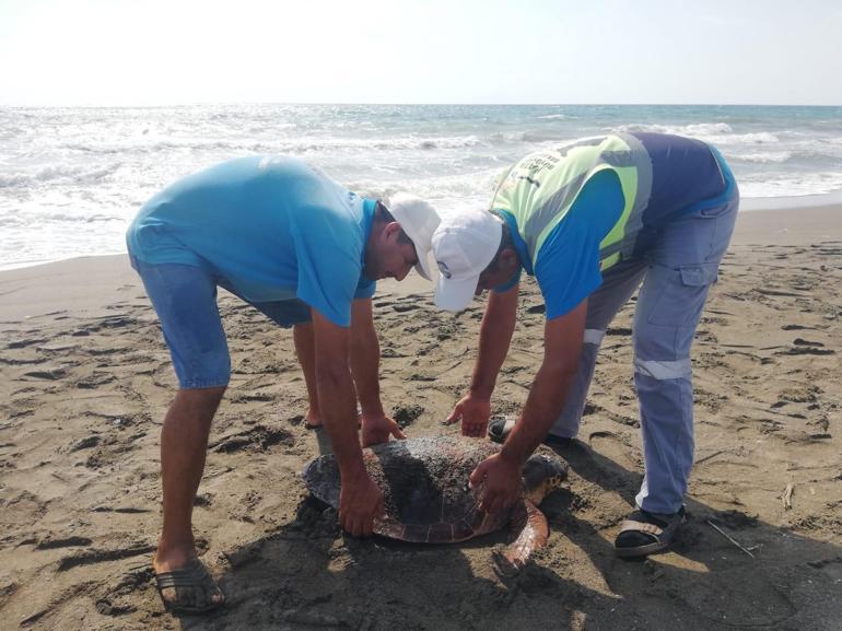 Hatayda sahilde yaralı caretta caretta bulundu