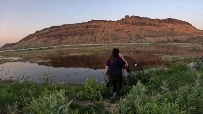 ABD’de nesli tükenmekte olan ‘leopar kurbağalar’ doğaya bırakıldı