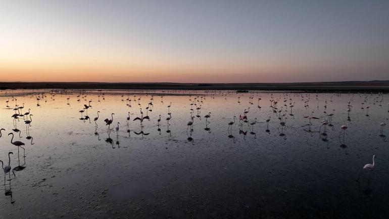 Bakan Kurum: Flamingo yavrularına gözümüz gibi baktık