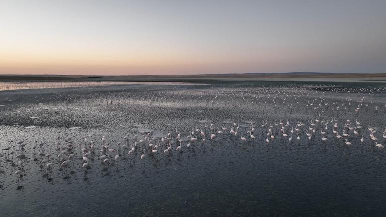 Bakan Kurum: Flamingo yavrularına gözümüz gibi baktık