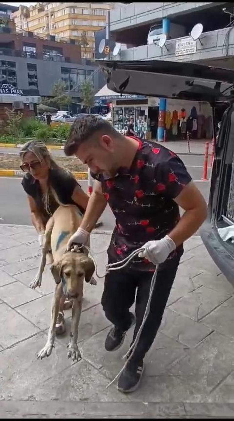 Otomobilin çarptığı hamile köpek doğum yaptı; 8 yavrusundan 1i öldü