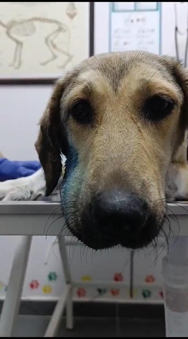 Otomobilin çarptığı hamile köpek doğum yaptı; 8 yavrusundan 1i öldü