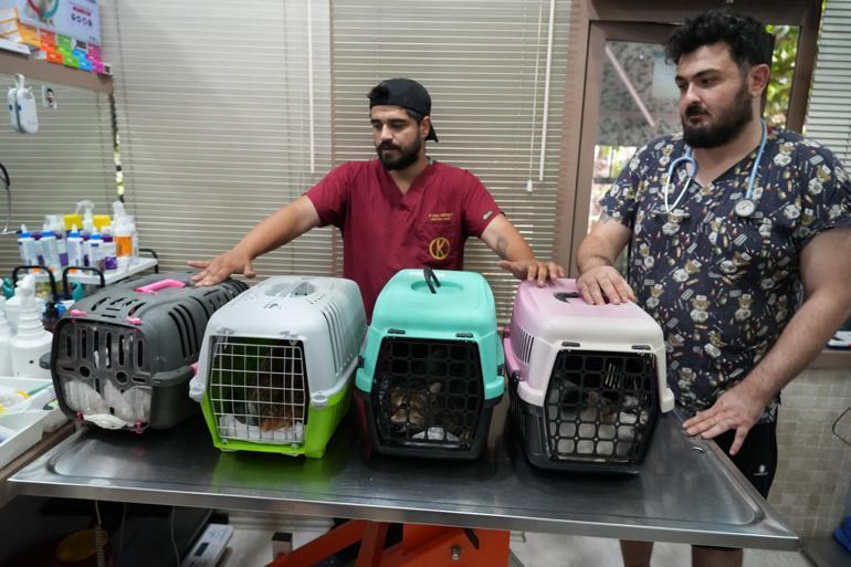 Kadıköyde sokak hayvanı katliamı: 25 kedi ve köpek zehirlendi