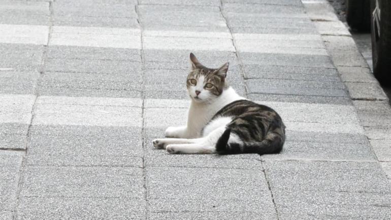 Kadıköyde sokak hayvanı katliamı: 25 kedi ve köpek zehirlendi